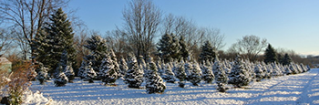 Soliday Tree Farm